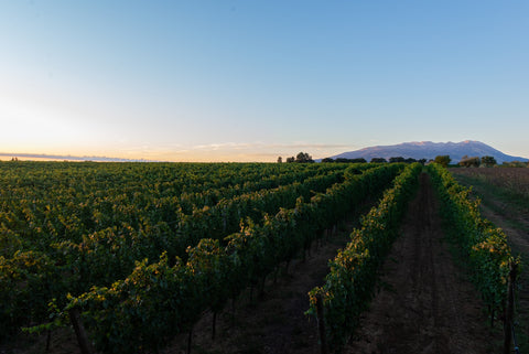 Azienda Agricola Le Prunaie