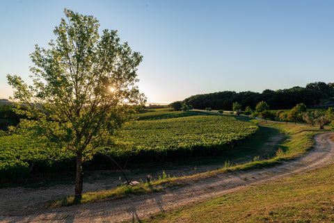 Azienda Agricola Le Prunaie