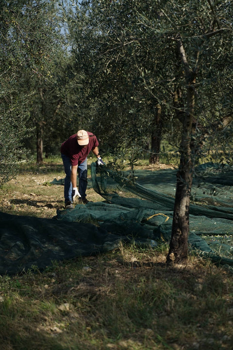 Oliveti e Frantoio Le Prunaie
