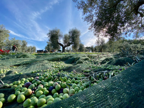 Oliveti e Frantoio Le Prunaie