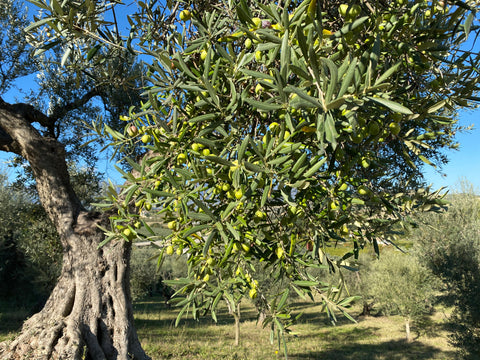 Oliveti e Frantoio Le Prunaie