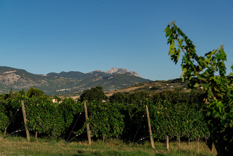 Azienda Agricola Le Prunaie